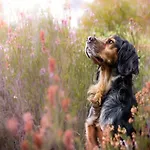 In Ko Obrzeg Near Baltic Apartament